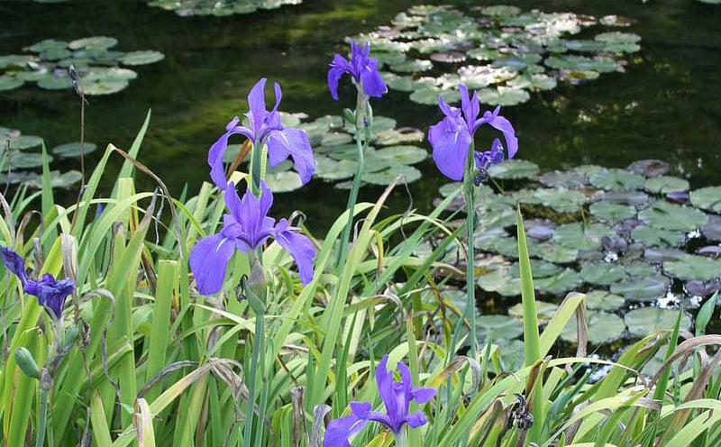 Toddler falls into koi pond, nearly drowns