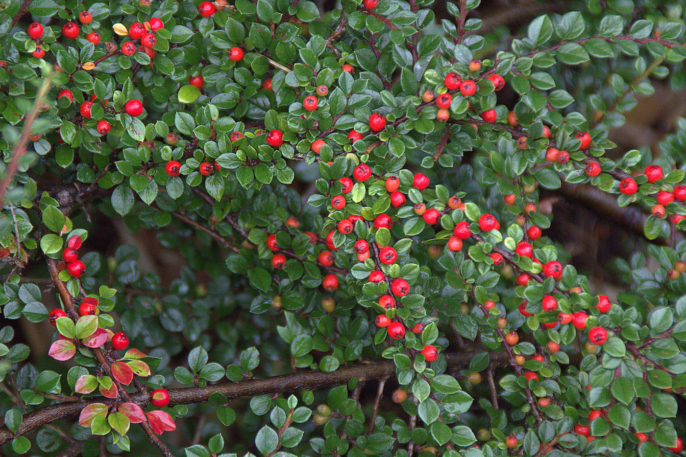 Genus - Cotoneasters