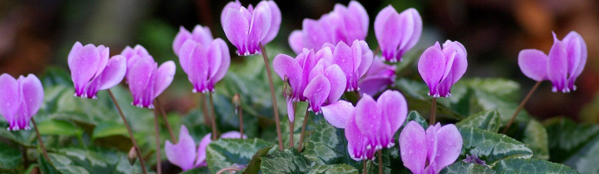 Bulbs - Autumn Flowering