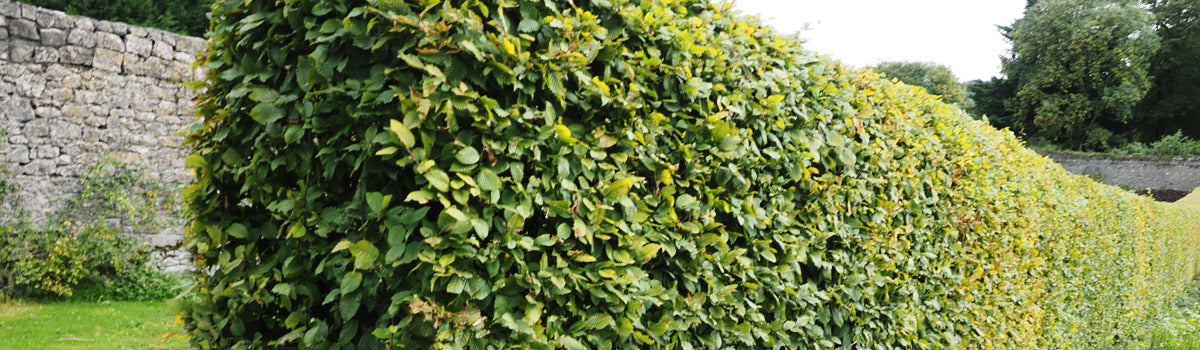 Hedging