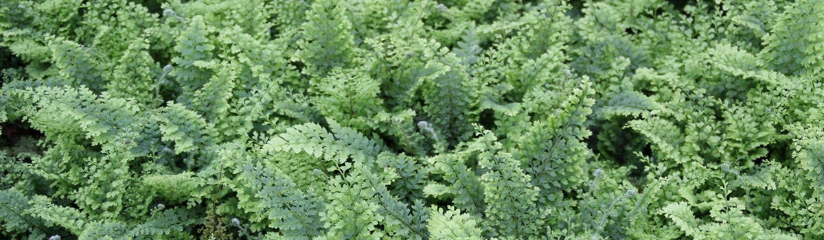 Ferns