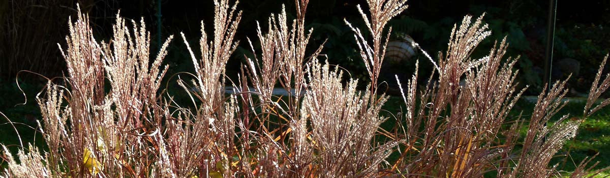 Grasses & Grass like Plants