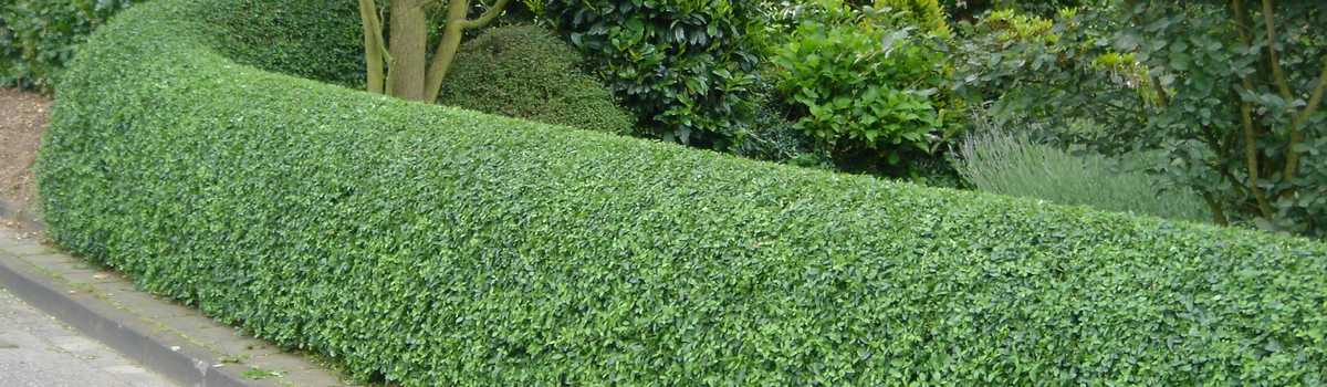 Hedging - Low hedges