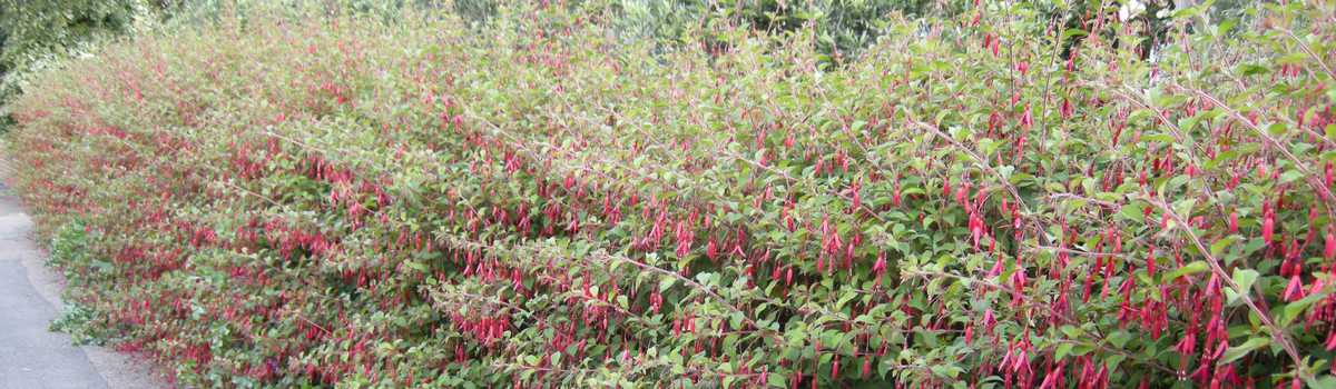 Hedging - for Coastal sites