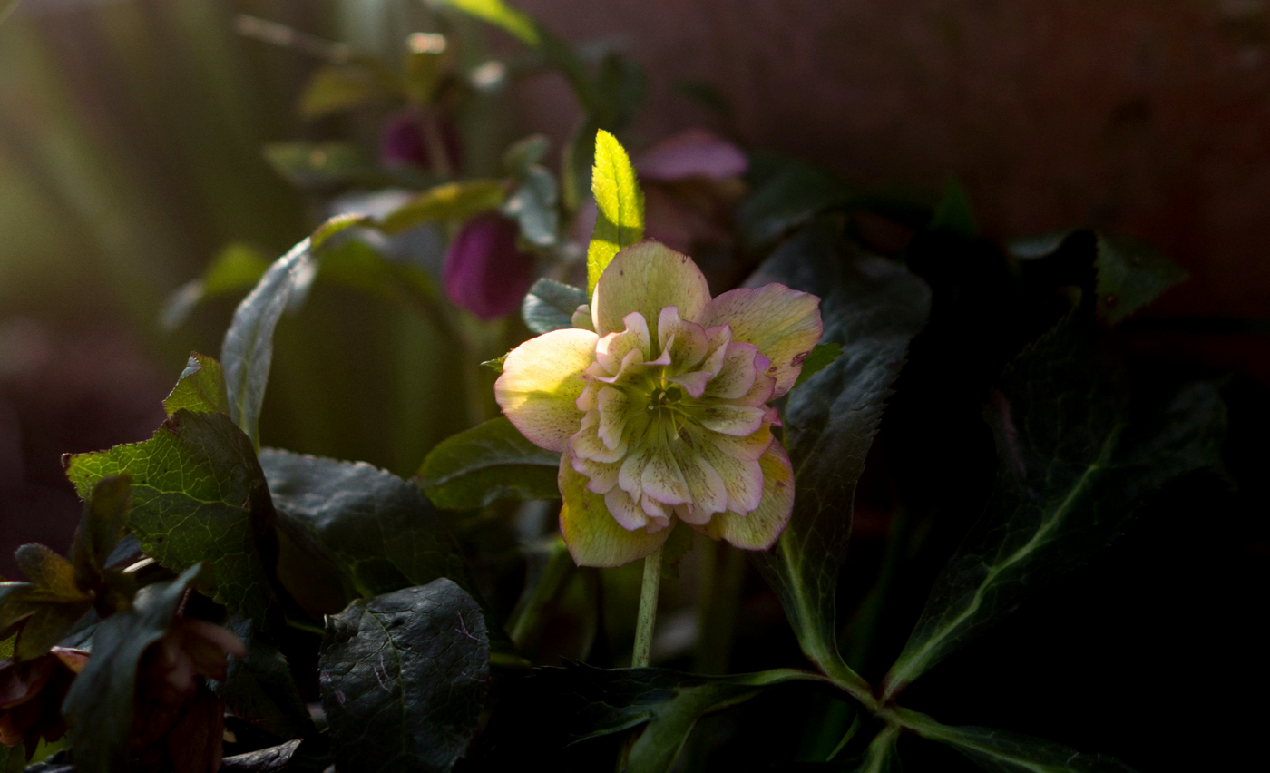 Genus - Hellebore