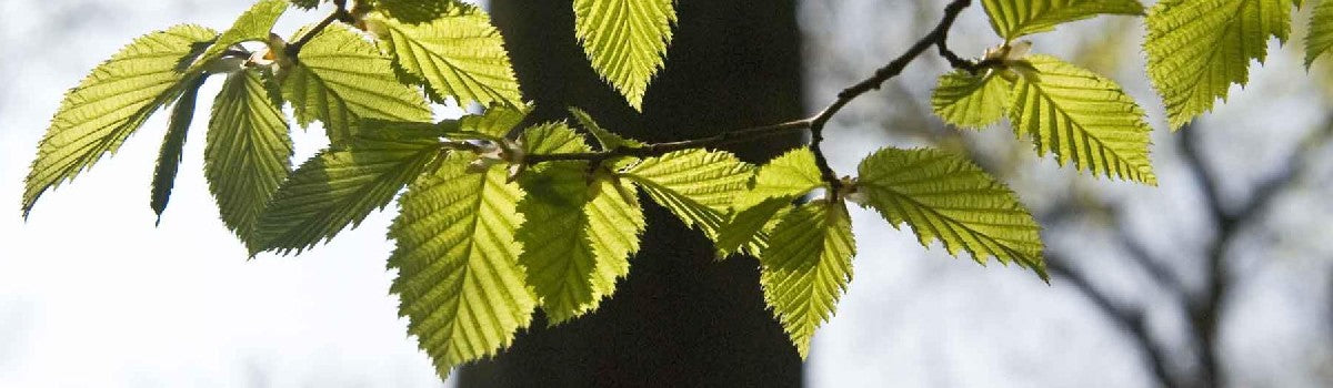 Trees - Common Broadleaf