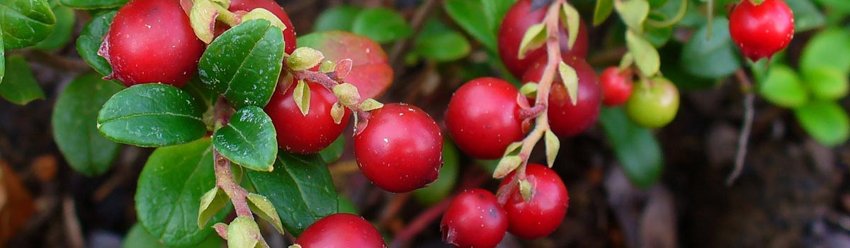 Fruit - Cranberries & Lingonberries
