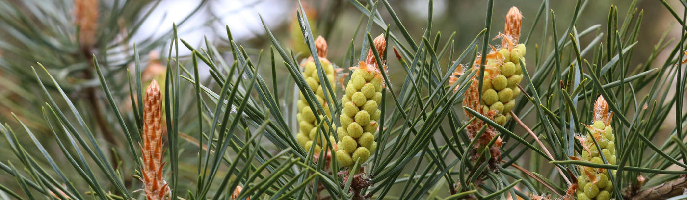 Conifers - Native