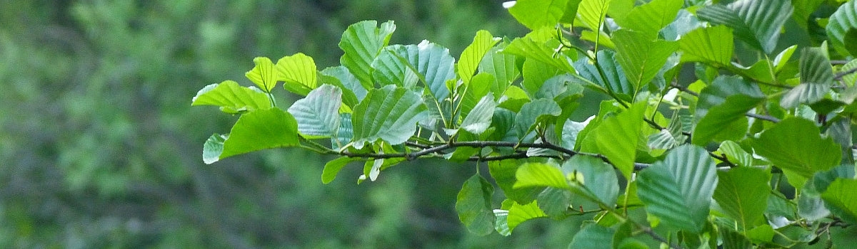 Trees - Native