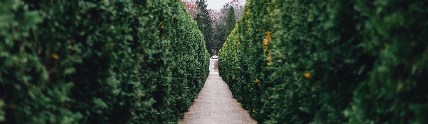 Hedging - Choose your own neat natural hedge mix