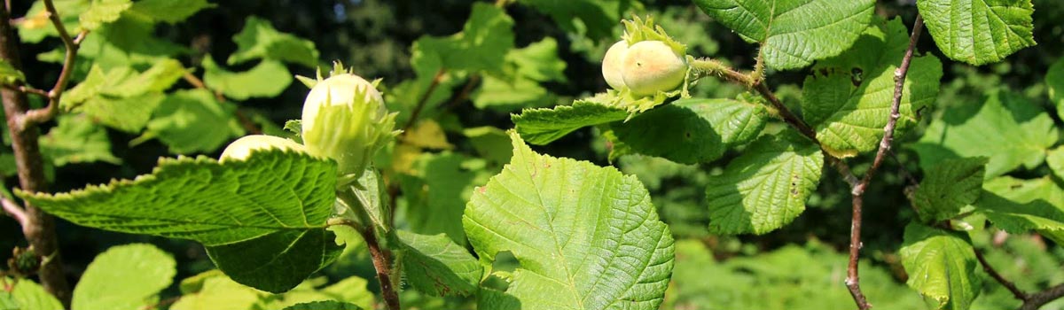 Fruit - Nut Trees