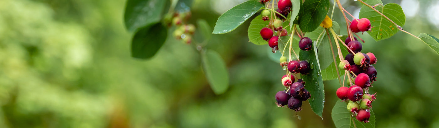 Hedging - Choose your own permaculture hedge mix