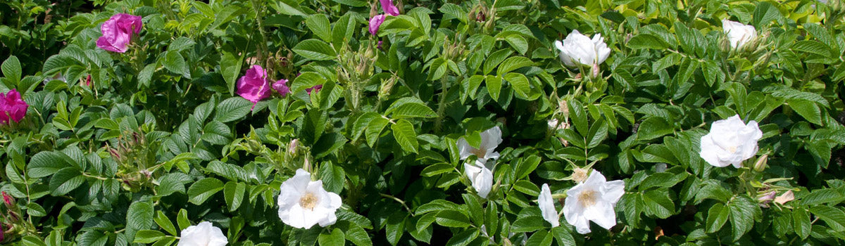 Roses - Rugosa