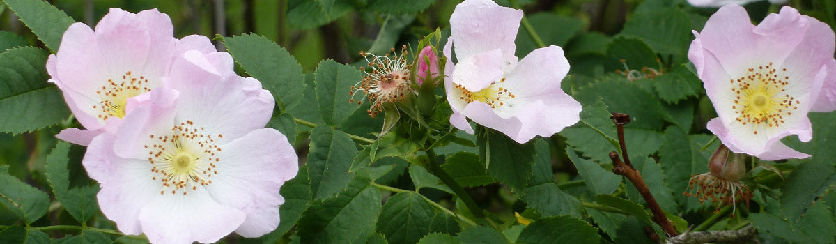 Roses - Wild and Species