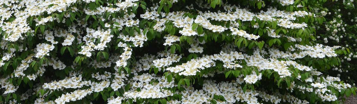 Shrubs