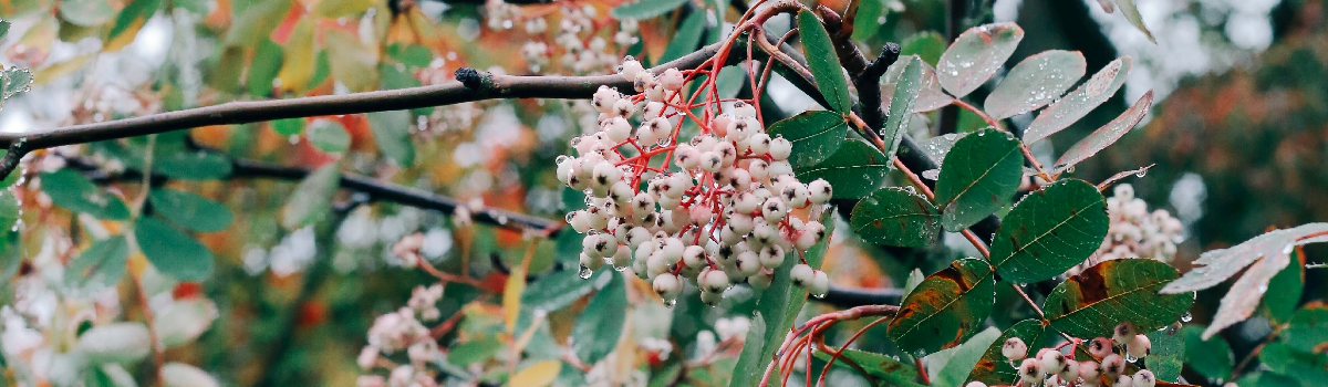 Shrubs - Good for Damp