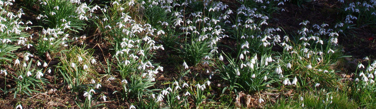 Bulbs - Woodland