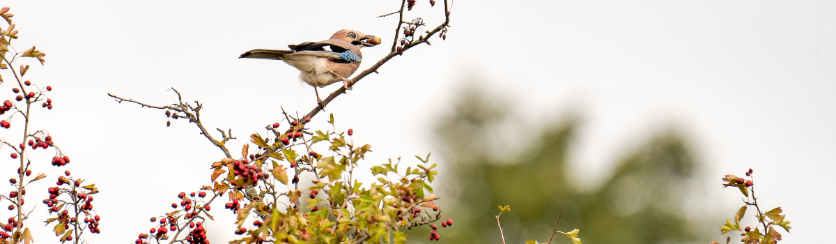 Hedging - Choose your own native wildlife fruiting hedge