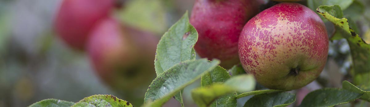 Fruit - Cider Apples