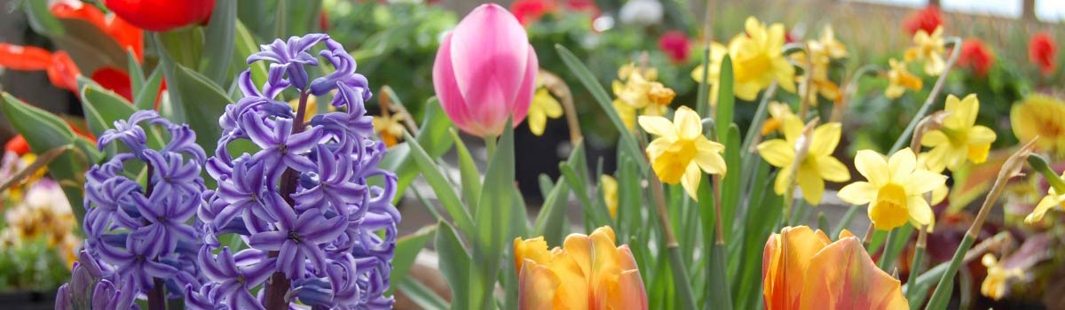 Bulbs