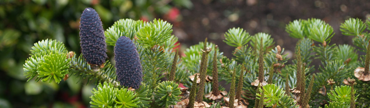 Conifers