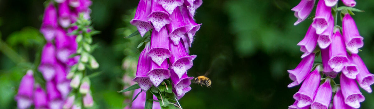 Wildflowers