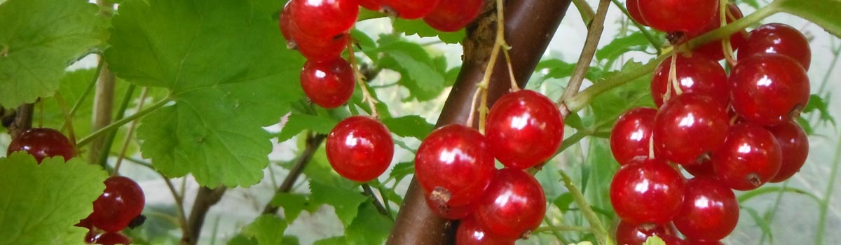 Fruit - Currants