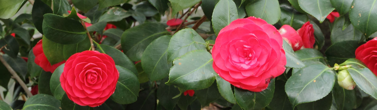 Shrubs - Evergreen