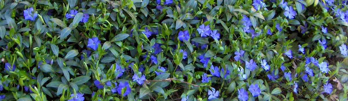Groundcover