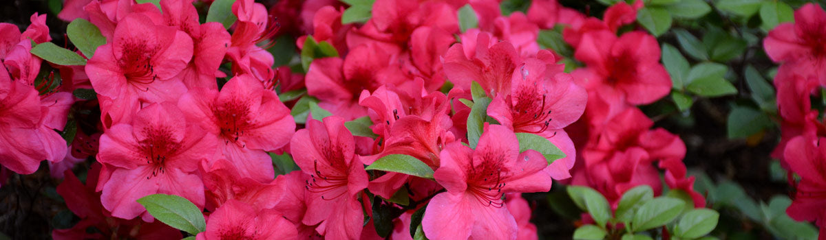 Shrubs - Low growing to 3ft