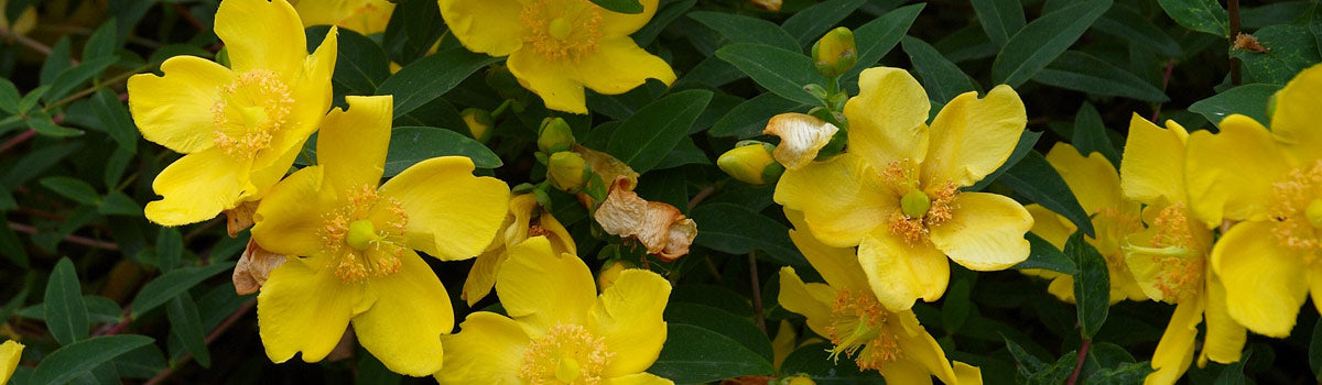 Shrubs - Summer Interest
