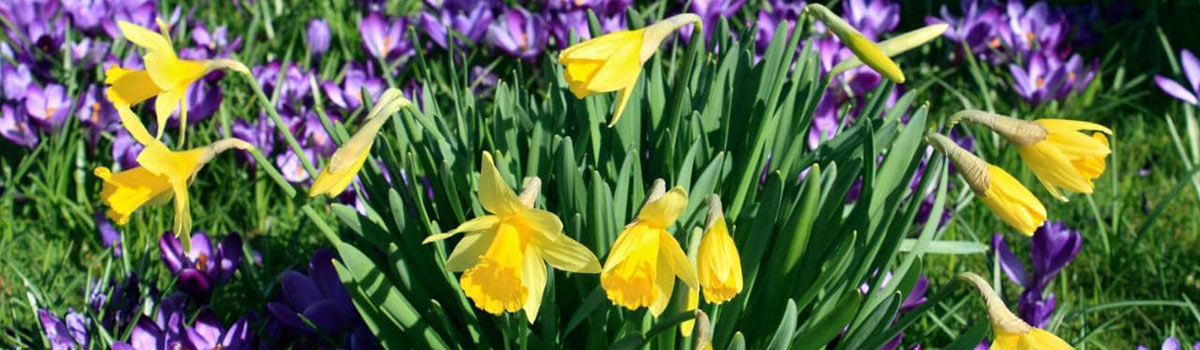 Bulbs - Spring Flowering