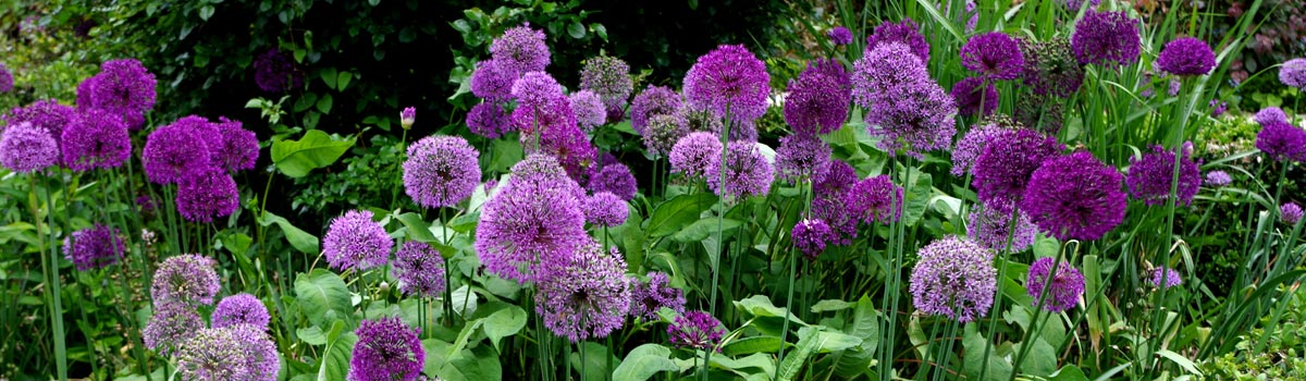 Bulbs - Summer Flowering