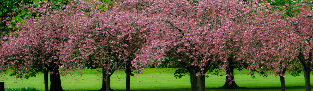 Trees - Smaller Ornamental