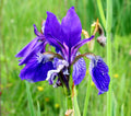 Iris sibirica Blue King - Siberian Flag Iris