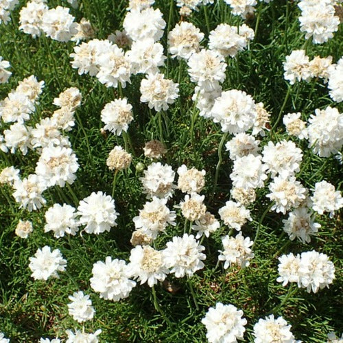 Armeria maritima Alba