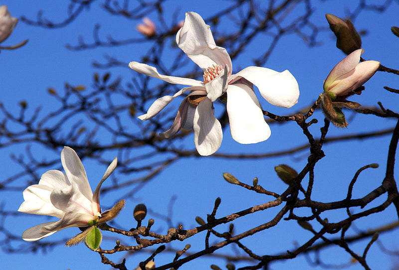 Magnolia x loebneri Merrill