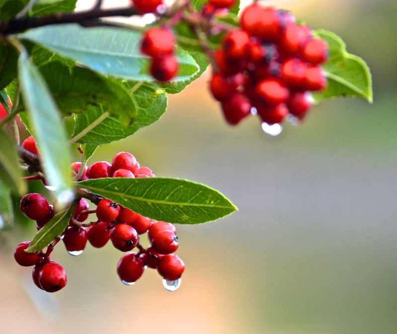 Pyracantha coccinea Red Cushion