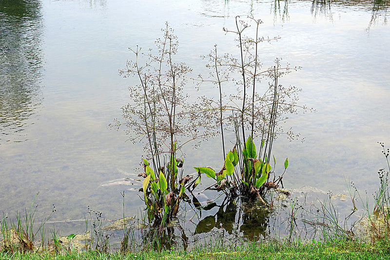 Alisma plantago-aquatica - Water Plantain