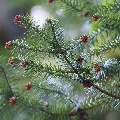 Cunninghamia lanceolata