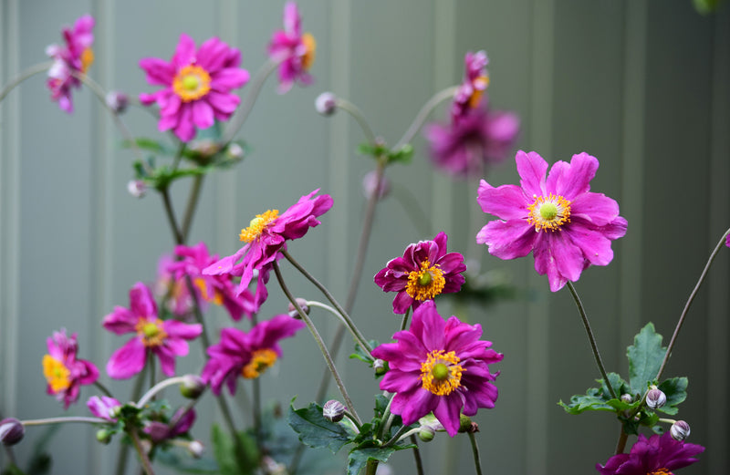 Anemone hupehensis var. japonica Prinz Heinrich
