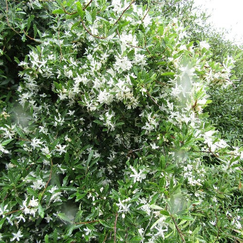 Hoheria sexstylosa Snow White