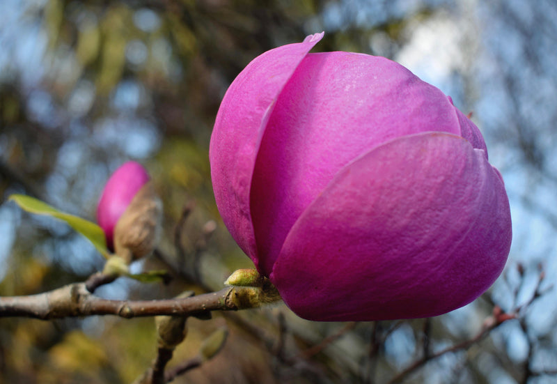 Magnolia Black Tulip