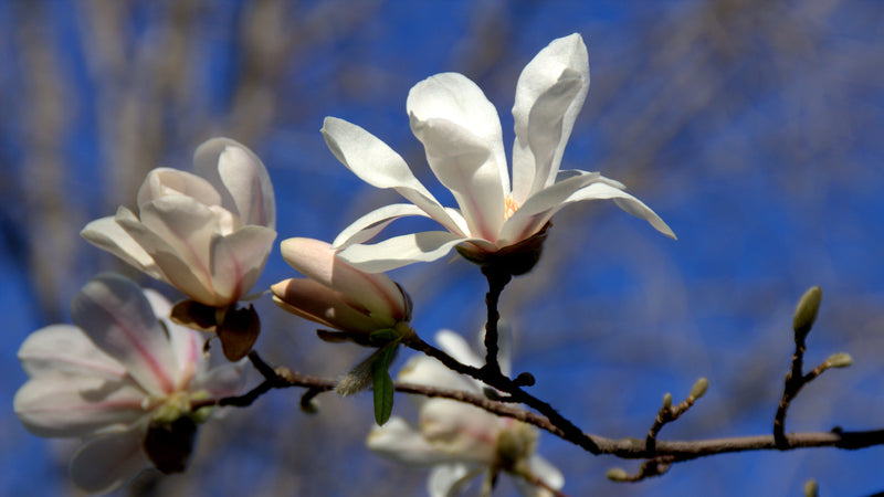 Magnolia x loebneri Merrill