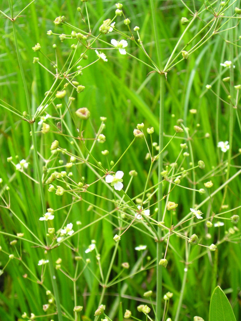 Alisma plantago-aquatica - Water Plantain