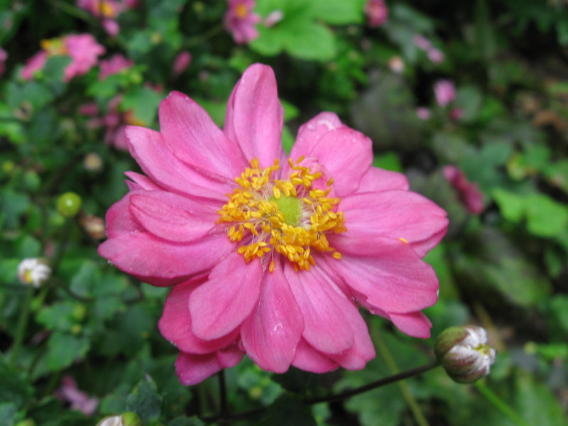 Anemone hupehensis var. japonica Prinz Heinrich