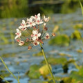 Butomus Umbellatus Schneeweisschen - Flowering Rush