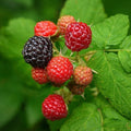 Raspberry Black Jewel - Summer Fruiting