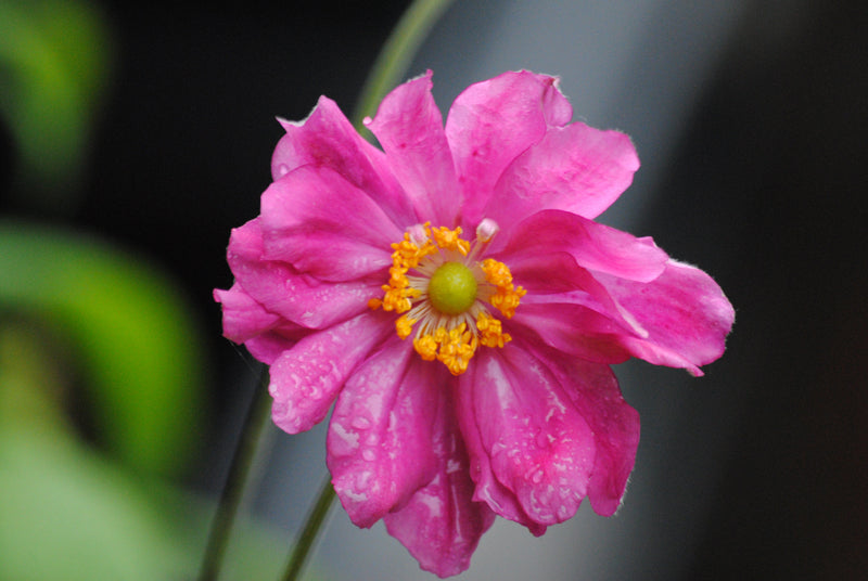 Anemone hupehensis var. japonica Prinz Heinrich