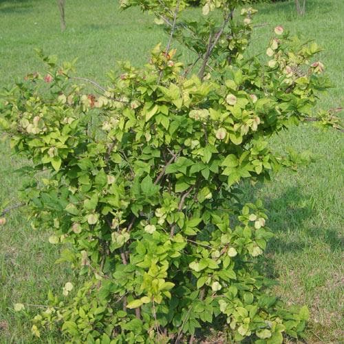 Abeliophyllum distichum - Future Forests